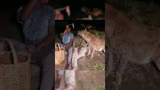 கழுதைப்புலியுடன் திகிலூட்டும் அனுபவம் | Feeding hyena