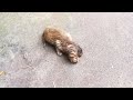 A lost stray kitten fell to the ground crying loudly, his mother was missing...