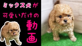 ミックス犬(キャバリア×トイプードル)キャバプー・子犬【川崎小田栄店】