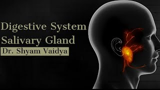 Salivary Gland - 2