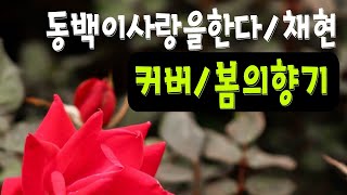 동백이사랑을한다(채현)#커버#봄의향기님