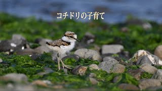 コチドリの子育て