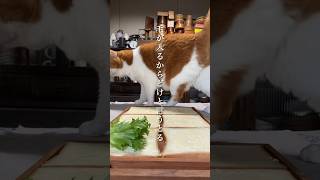 居座る猫 #猫動画 #手作り弁当 #保護猫 #手料理 #猫#猫と台所