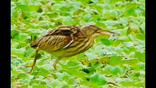 黃小鷺水上輕功捕魚(Yellow bittern；xobrychus sinensis)～漫步池水上大萍...  #大漢溪新海人工濕地