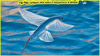 மிகவும் தனித்துவம் வாய்ந்த அழகிய கடல் உயிர்கள் |5 unique and beauty sea creatures part 2(33)