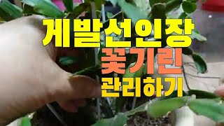 [환희사랑VLOG]오늘도 베란다가드닝 합니다/게발선인장 지지대 세워주기/꽃기린 외목대 키우기(주부TV)베란다정원