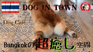 【タイ バンコク】バンコクのエカマイにあるDog cafeが最高に癒し空間だった【DOG IN TOWN】