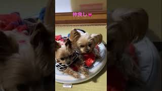 ロッキーとマハロは仲良し#shorts 💓【ヨークシャーテリア専門犬舎チャオカーネ】