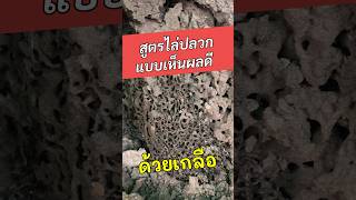 สูตรจำกัดปลวก สามารถทำได้ด้วยตัวเองง่ายๆ #สูตรจำกัดปลวก #ปลวก