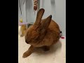 兔兔華仔的日常**清潔 bunny daily**stay clean