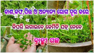 ବ୍ରାହ୍ମୀ ଗଛ କାଶ,କଫ,ପିତ୍ତ ଓ ଅନ୍ୟାନ୍ୟ ରୋଗ ଦୂର କରେ ll ଔଷଧୀୟ ଗୁଣରେ ଭରା ll କିପରି ଲଗାଇବେ କେମିତି ଯତ୍ନ ନେବେ