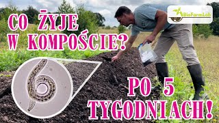 Co się namnożyło po 5 tygodniach kompostowania?