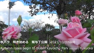 秋バラ　咲き始める　駕与丁公園　2021/10/17福岡　Autumn roses begin to bloom Kayoicho Park 2021/10/17 Fukuoka