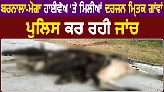 Barnala: Moga Highway पर मिली दर्जन मृतक गाय , Police कर रही जांच