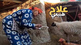 حياة البادية 🏜️: قامت جدتي 👵بصنع علاج 💊طبيعي حيث مريض لها خروفيها 🐑الوحيد 💔