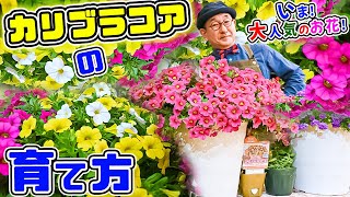 私も育てた～い☆【いま大人気のお花】を育てちゃいましょう♪育てやすいの!?【カリブラコア】のお話をします♪【教えて服部さ～ん!】