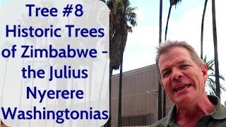 Tree #8 Historic Trees of Zimbabwe - the Julius Nyerere Washingtonias