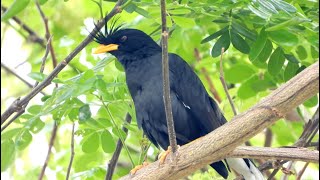 นกเอี้ยงหงอน หรือนกเอี้ยงดำ (White-vented Myna) 4K