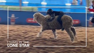 Mutton bustin' at RodeoHouston
