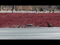 river otter vs. bald eagle on the ice