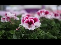 Pelargonium Grandiflorum Elegance Bravo - Garden Plant with Flowers in spectacular Colours