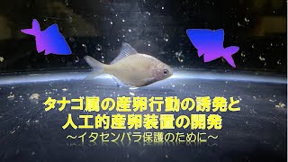 タナゴ属の産卵行動の誘発と人工的産卵装置の開発 〜イタセンパラ保護のために〜（愛知県立一宮高等学校 生物部、2020年度助成）：東京動物園協会野生生物保全基金 2021年度成果報告会