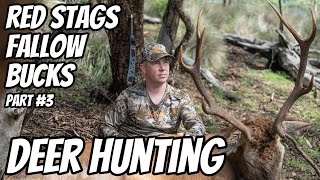 Deer Stalking in the Fallow \u0026 Red Deer Rut 2024 Part #3 || Self Filmed || Rifle Hunting Australia