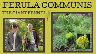 Great winter foliage plants: Ferula communis... a plant with an Olympic connection!