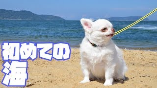 犬と海！コハクのまったり海散歩動画｜The holiday of the dog! Relaxed sea walk animation of Kohaku