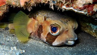 [ヒトヅラハリセンボン] 名前の由来は意外にも背中にあった!! Black-blotched porcupine fish in amed bali