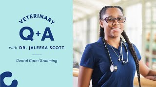 How to Brush Cats’ & Dogs’ Teeth | Chewy Vet Q&A with Dr. Jaleesa Scott