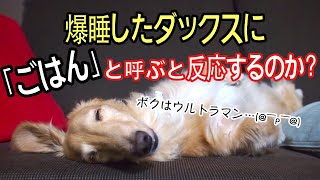 【検証】爆睡中の犬に「ごはん」と呼び掛けたときの反応は！？