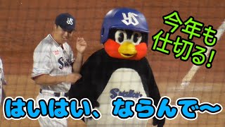 2024/10/3 つば九郎 今年も最終戦セレモニーをてきぱき仕切る（東京ヤクルトスワローズ）