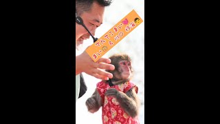 てんてこまい💓　縦長動画📱スマホ　猿まわし🐵💝二助企画　🐵　猿回し　神戸モンキーズ劇場　さるまわし