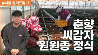 춘향씨감자 정식 씨감자 자르기, 소독, 관리 싹틔우기