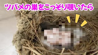 ツバメの巣をこっそり覗いたら…