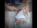 proses pemotongan ikan kuwe gerong giant trevally ..part 9 kangbule nelayanbayah