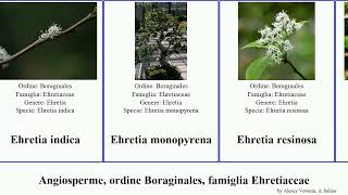 Angiosperme, ordine Boraginales, famiglia Ehretiaceae alba indica angiosperms spinosa rigida Light