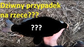 Przechytrzyć cwaniaka - wczesnowiosenne \