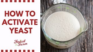 How to activate dry yeast (Be sure it's alive!)