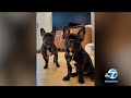 Pregnant woman's 2 French bulldogs stolen at gunpoint in Studio City