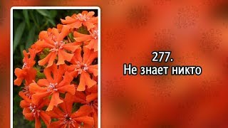 Гимны надежды 277 Не знает никто (-)