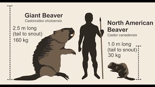 The murderous giant beaver and 5 other crazy science stories.