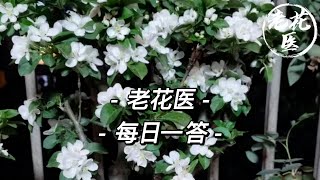 【每日问答】薄荷焦边黄叶是水大闷根吗？米兰花黄叶掉叶怎么救？每日一答Q\u0026A Today：mint, milan, kalanchoe, apple tree, gypsophila, rose