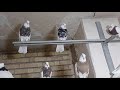 my lovly pigeons