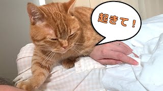 自分も眠いのに飼い主を起こす猫が可愛すぎたｗ