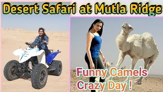 Desert Safari in Kuwait | Buggy Ride |  Camel Ride | Desert Camping at Mutla Ridge with all details