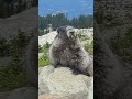 giant hoary marmot marmota caligata looking over a rock ledge on mount whistler bc