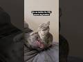 Kitten Bullies His 130-Pound Brother l The Dodo #animals #cat #kitten