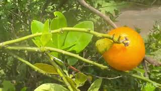 Enga veettu thottathu (ஆரஞ்சு பழம் இல்லை )orange fruits illai pakkathu veetu akka veetu thotathu 🍊